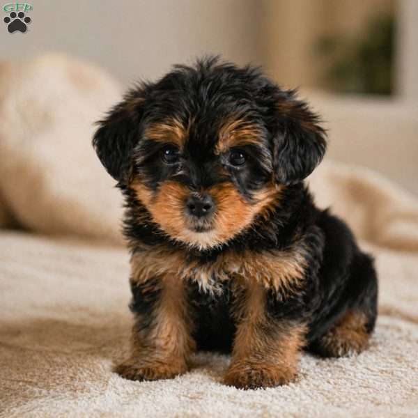 OLIVER, Yorkie Puppy